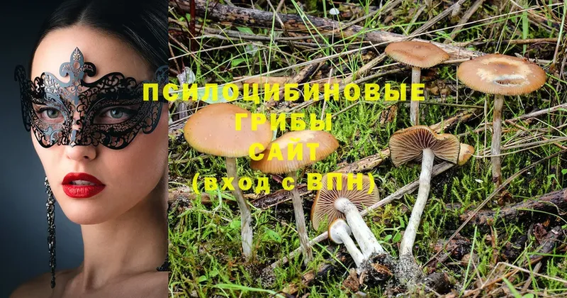 Псилоцибиновые грибы Cubensis  Краснотурьинск 